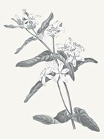 Neutral Botanical IV Fine Art Print