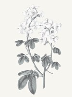 Neutral Botanical III Fine Art Print