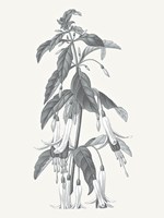 Neutral Botanical I Fine Art Print