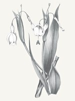 Neutral Botanical II Fine Art Print