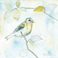 Sketched Songbird I Framed Print
