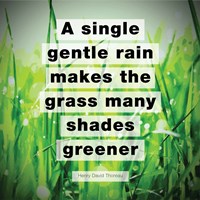 A Single Gentle Rain - Henry Thoreau Quote (Vibrant) Fine Art Print