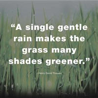 A Single Gentle Rain - Henry Thoreau Quote (Dark) Fine Art Print