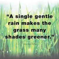 A Single Gentle Rain - Henry Thoreau Quote (Light) Fine Art Print