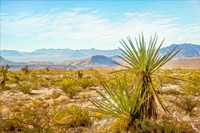 Utah Desert Yucca Fine Art Print