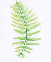 Fern Fine Art Print