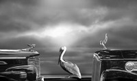 Contemplating the Pelican Fine Art Print