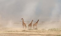 Weathering The Amboseli Dust Devils Fine Art Print