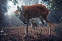 Mother And Fawn Fine Art Print