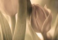 Tulips Fine Art Print