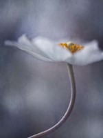 The Beauty Within Fine Art Print