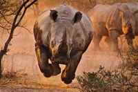 Rhino Learning To Fly Framed Print