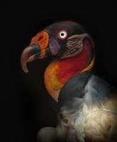 King Vulture-Sarcoramphus Papa Fine Art Print