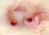 Ladybirds On Pink Hydrangea Fine Art Print