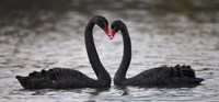 In Love Black Swans Fine Art Print