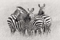 Zebras Fine Art Print