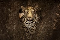 Leopard Resting On A Tree At Masai Mara Fine Art Print