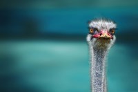 Ostrich Protecting Two Poor Chicken From The Wind Fine Art Print