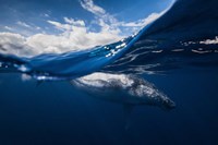 Humpback Whale And The Sky Fine Art Print