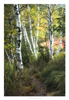 Birch Path III Fine Art Print