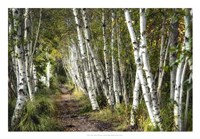 A Walk Through the Birch Trees Fine Art Print