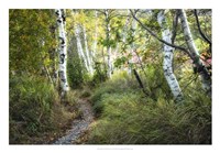 Birch Trees & Tall Grass Fine Art Print