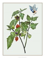 Cape Gooseberry I Fine Art Print