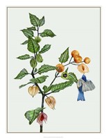 Cape Gooseberry II Fine Art Print