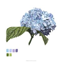 Brighton Blooms I Fine Art Print