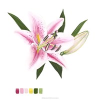 Brighton Blooms II Framed Print