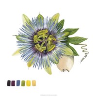 Brighton Blooms VI Framed Print