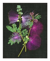 Calliandra Surinamensis I Fine Art Print