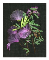 Calliandra Surinamensis II Framed Print