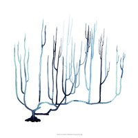 Fan de la Mer IV Framed Print