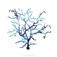 Fan de la Mer VI Framed Print