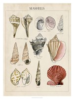 Seashell Sketch II Fine Art Print