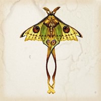 Butterfly Study I Fine Art Print