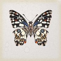 Butterfly Study II Fine Art Print