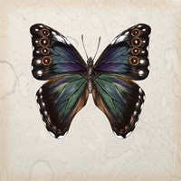 Butterfly Study III Fine Art Print