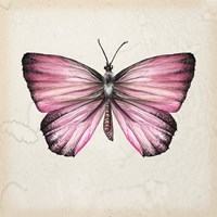 Butterfly Study IV Fine Art Print