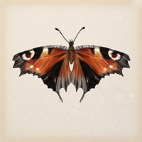 Butterfly Study V Fine Art Print