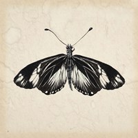 Butterfly Study VI Fine Art Print
