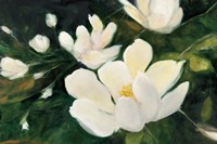 Magnolia Blooms No Petal Fine Art Print