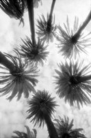 Amongst the Palms Fine Art Print