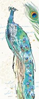 Peacock Garden IV Fine Art Print