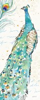 Peacock Garden III Fine Art Print