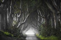 Dark Hedges Fine Art Print