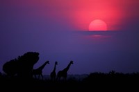 Sunrise In Uganda Fine Art Print