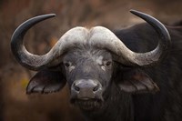 A Buffalo Portrait Fine Art Print