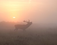 Misty Morning Stag Fine Art Print